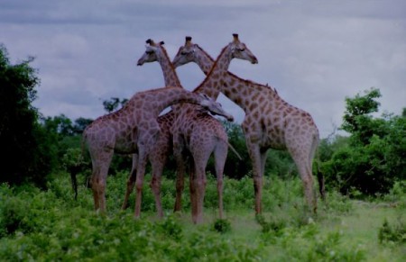 Botswana, Chobe (2006)